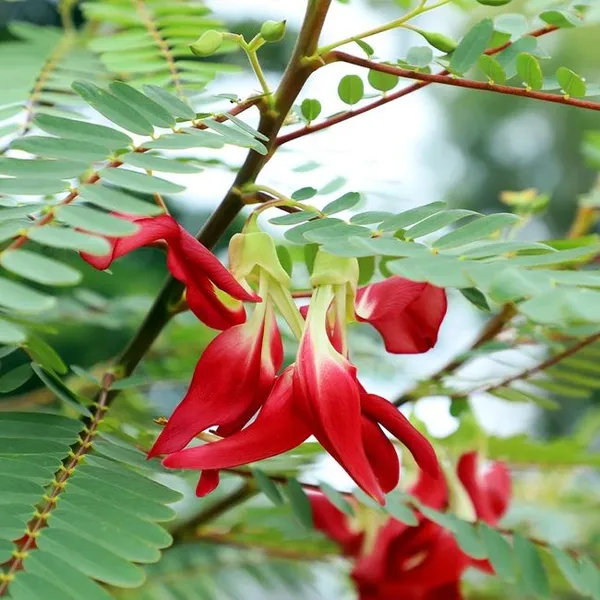 Vegetable_hummingbird_plant