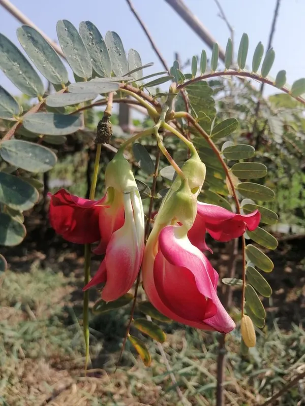 Vegetable_hummingbird_plant