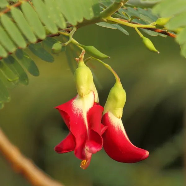 Vegetable_hummingbird_plant