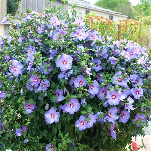Vibrant_Color_Hibiscus_Flower_Shrub_For_Your_Home/Office/Garden_Decor_(1.5-3.5_Ft_Height)_Pack_Of_1