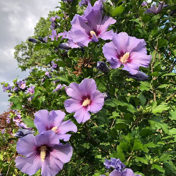 Vibrant_Color_Hibiscus_Flower_Shrub_For_Your_Home/Office/Garden_Decor_(1.5-3.5_Ft_Height)_Pack_Of_1