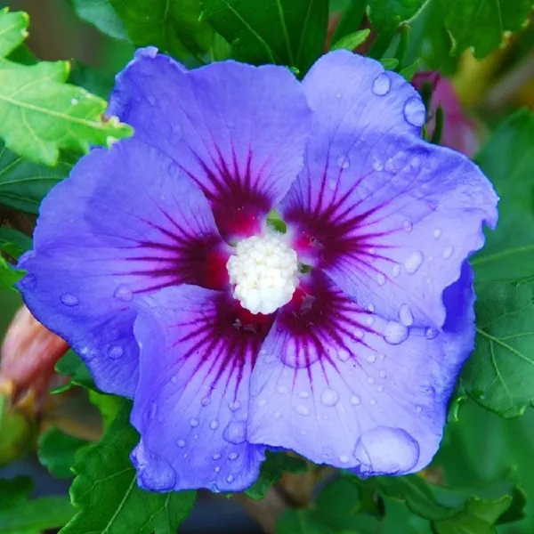 Vibrant_Color_Hibiscus_Flower_Shrub_For_Your_Home/Office/Garden_Decor_(1.5-3.5_Ft_Height)_Pack_Of_1