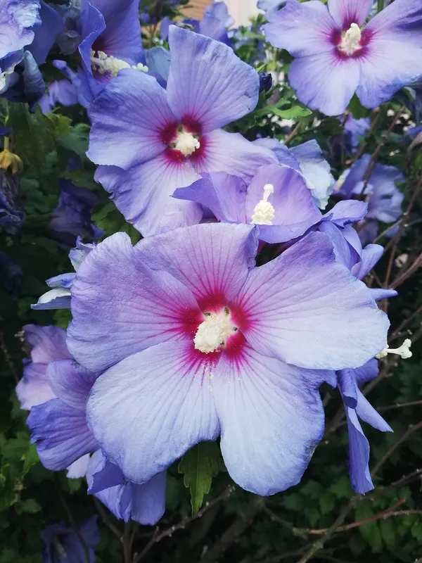 Vibrant_Color_Hibiscus_Flower_Shrub_For_Your_Home/Office/Garden_Decor_(1.5-3.5_Ft_Height)_Pack_Of_1