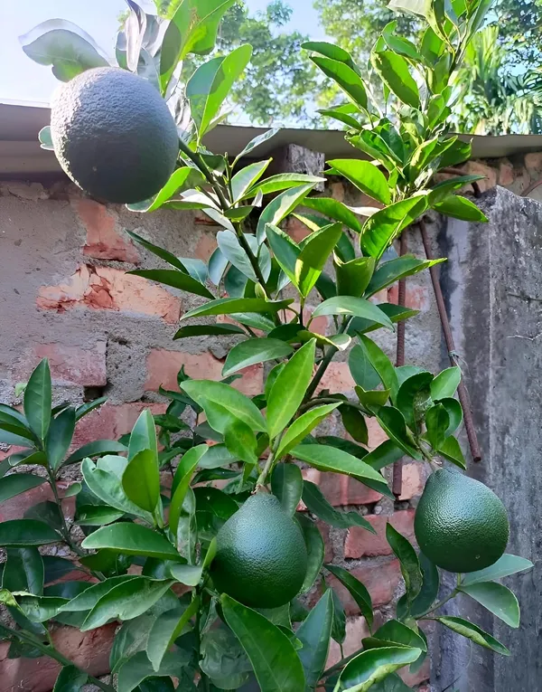Vietnam_Malta_Mosambi_Fruit_plant