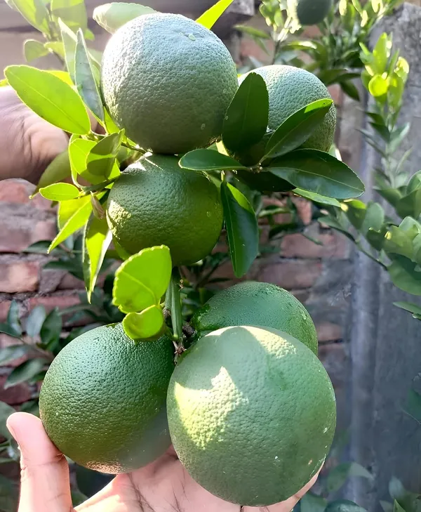 Vietnam_Malta_Mosambi_Fruit_plant