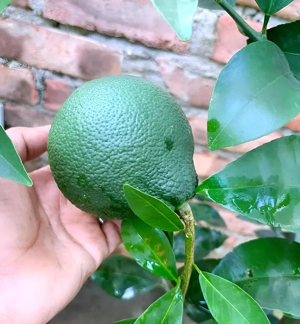 Vietnam_Malta_Mosambi_Fruit_plant