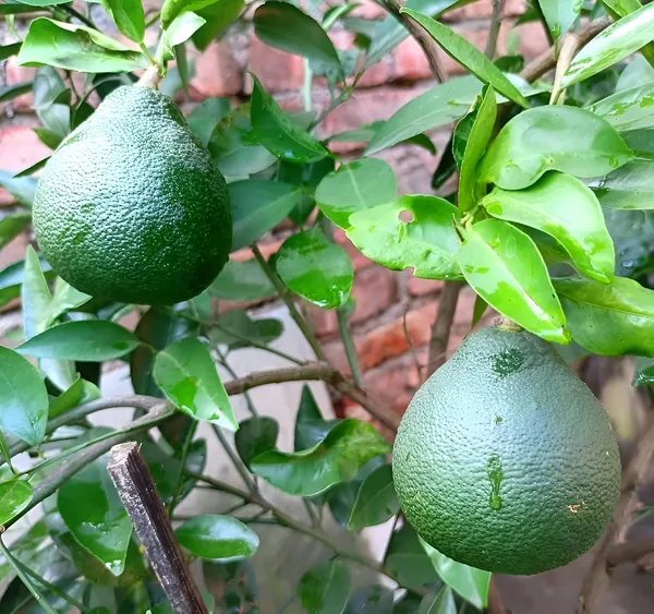 Vietnam_Malta_Mosambi_Fruit_plant