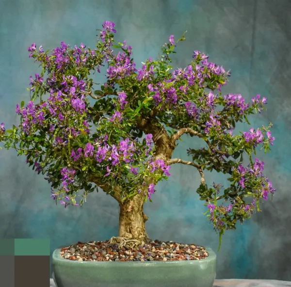 Vietnamese_Blue_Bell_Live_Flower_Plant_For_Home_Decor/Garden_(Pack_Of_1)