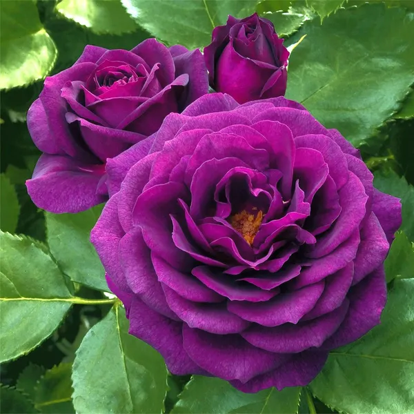 Violet_Rose_Plant_for_Home_&_Garden_–_Fast-Growing,_Heavy_Blooming_Rose_Bush_|_Ideal_Gift_Plant