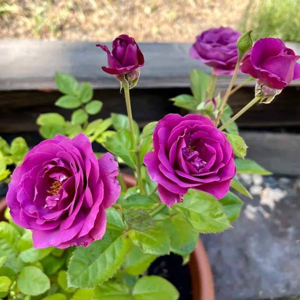 Violet_Rose_Plant_for_Home_&_Garden_–_Fast-Growing,_Heavy_Blooming_Rose_Bush_|_Ideal_Gift_Plant