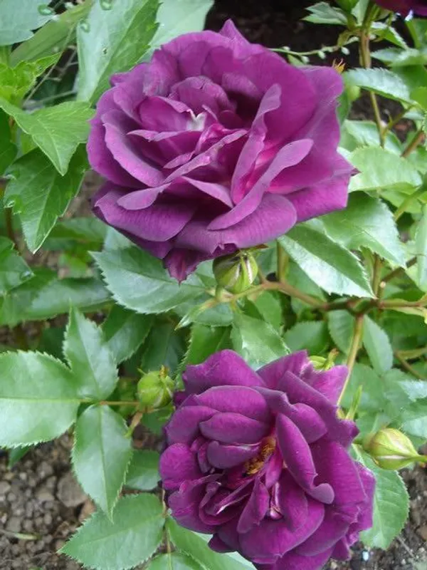 Violet_Rose_Plant_for_Home_&_Garden_–_Fast-Growing,_Heavy_Blooming_Rose_Bush_|_Ideal_Gift_Plant