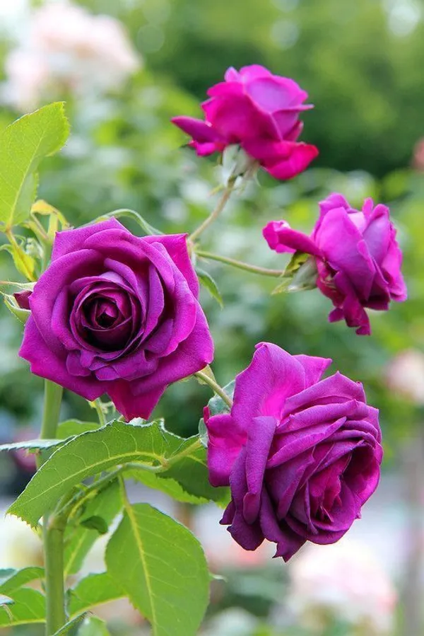 Violet_Rose_Plant_for_Home_&_Garden_–_Fast-Growing,_Heavy_Blooming_Rose_Bush_|_Ideal_Gift_Plant