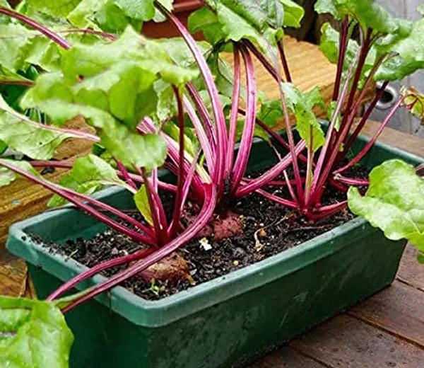 Easy_To_Grow_Chukandar/Beetroot_Seeds_-_10_gms_For_Home_Garden,_Beetroot_Good_For_Health_||_Pack_Of_1_||