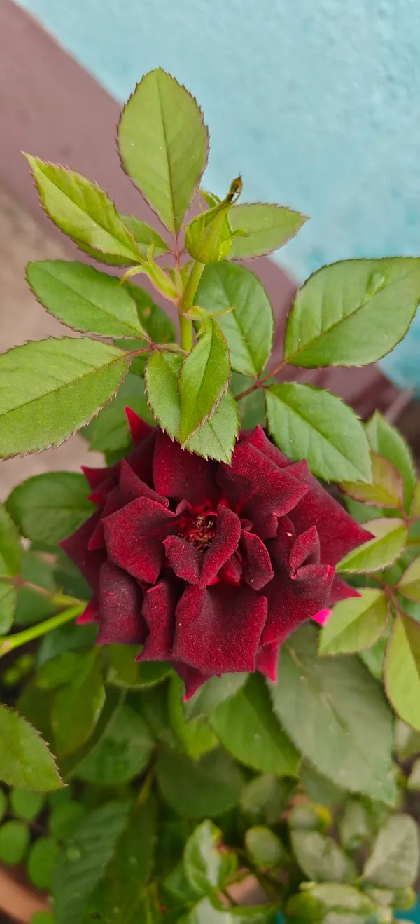 Attractive_Black_Rose_Flower_Plant_(1.5-3.5_Ft_Height)_For_Home_Gardening,_Pack_Of_1