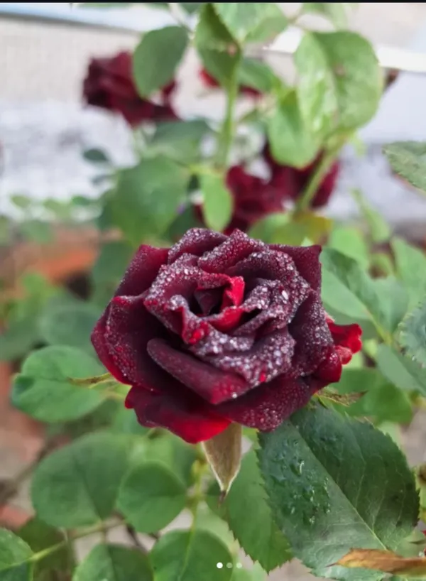 Attractive_Black_Rose_Flower_Plant_(1.5-3.5_Ft_Height)_For_Home_Gardening,_Pack_Of_1