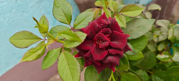 Attractive_Black_Rose_Flower_Plant_(1.5-3.5_Ft_Height)_For_Home_Gardening,_Pack_Of_1