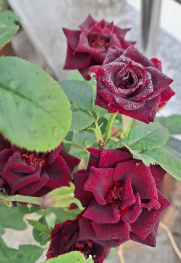 Attractive_Black_Rose_Flower_Plant_(1.5-3.5_Ft_Height)_For_Home_Gardening,_Pack_Of_1