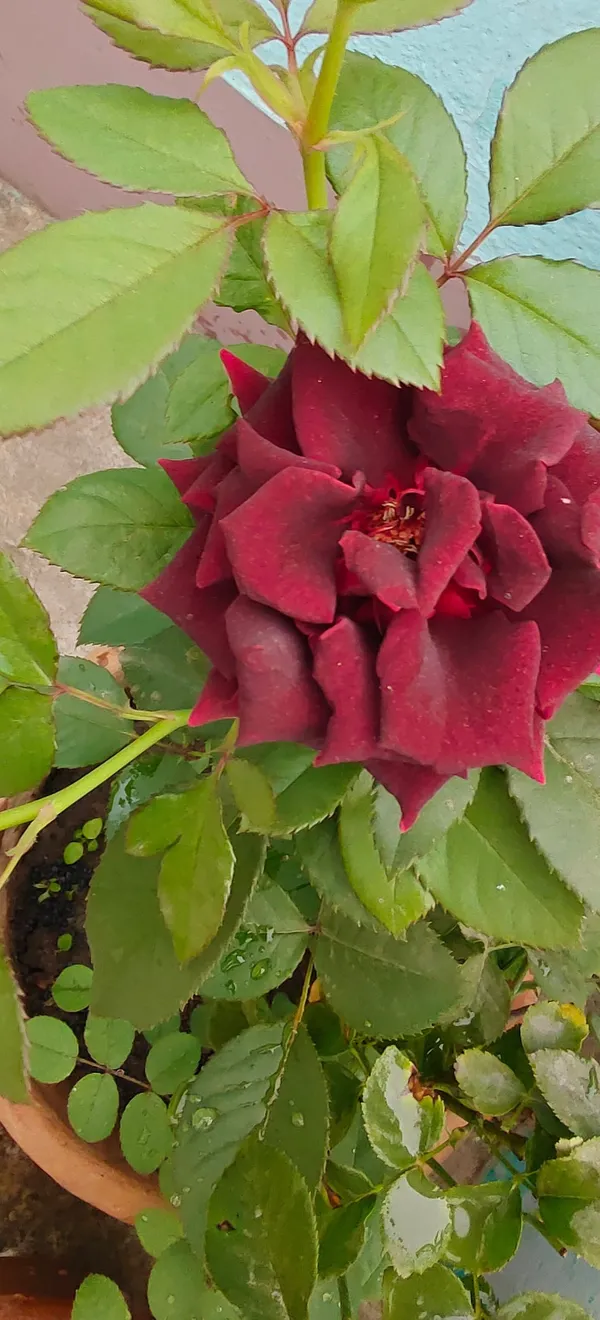 Attractive_Black_Rose_Flower_Plant_(1.5-3.5_Ft_Height)_For_Home_Gardening,_Pack_Of_1