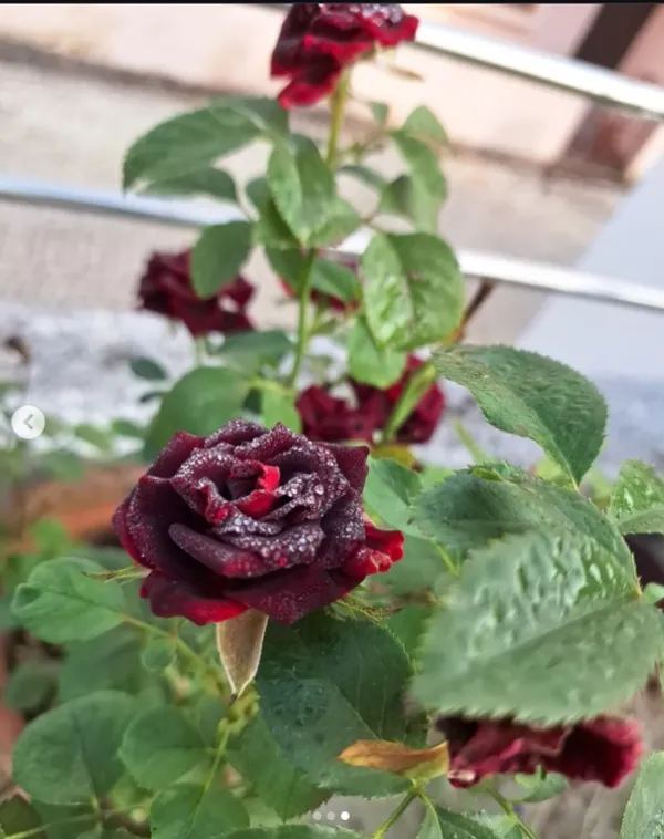 Attractive_Black_Rose_Flower_Plant_(1.5-3.5_Ft_Height)_For_Home_Gardening,_Pack_Of_1
