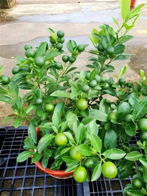 Warm_Climates_Kamquat_Lemon_Plant_&_Tree_(1.5-3.5_Ft_Height)_For_Home_Garden,_Well_Watered__Kamquat_Plant,_Pack_Of_1