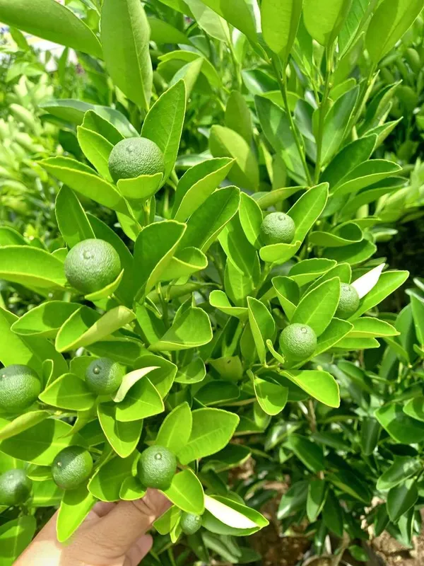 Warm_Climates_Kamquat_Lemon_Plant_&_Tree_(1.5-3.5_Ft_Height)_For_Home_Garden,_Well_Watered__Kamquat_Plant,_Pack_Of_1