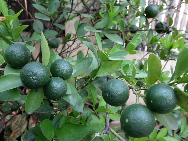 Warm_Climates_Kamquat_Lemon_Plant_&_Tree_(1.5-3.5_Ft_Height)_For_Home_Garden,_Well_Watered__Kamquat_Plant,_Pack_Of_1