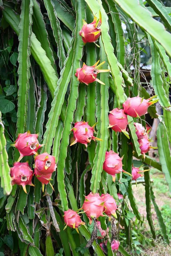 Well_Condition_White,Pink,Yellow_Dragon_Fruit_Plant_(1.5-2_Ft_Height)_Combo_Pack_Of_3