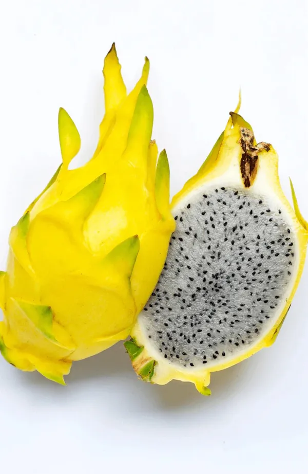 Well_Condition_White,Pink,Yellow_Dragon_Fruit_Plant_(1.5-2_Ft_Height)_Combo_Pack_Of_3