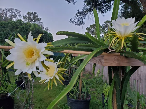 Well_Condition_White,Pink,Yellow_Dragon_Fruit_Plant_(1.5-2_Ft_Height)_Combo_Pack_Of_3