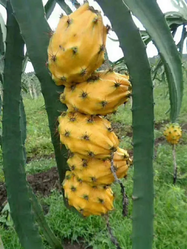 Well_Condition_White,Pink,Yellow_Dragon_Fruit_Plant_(1.5-2_Ft_Height)_Combo_Pack_Of_3
