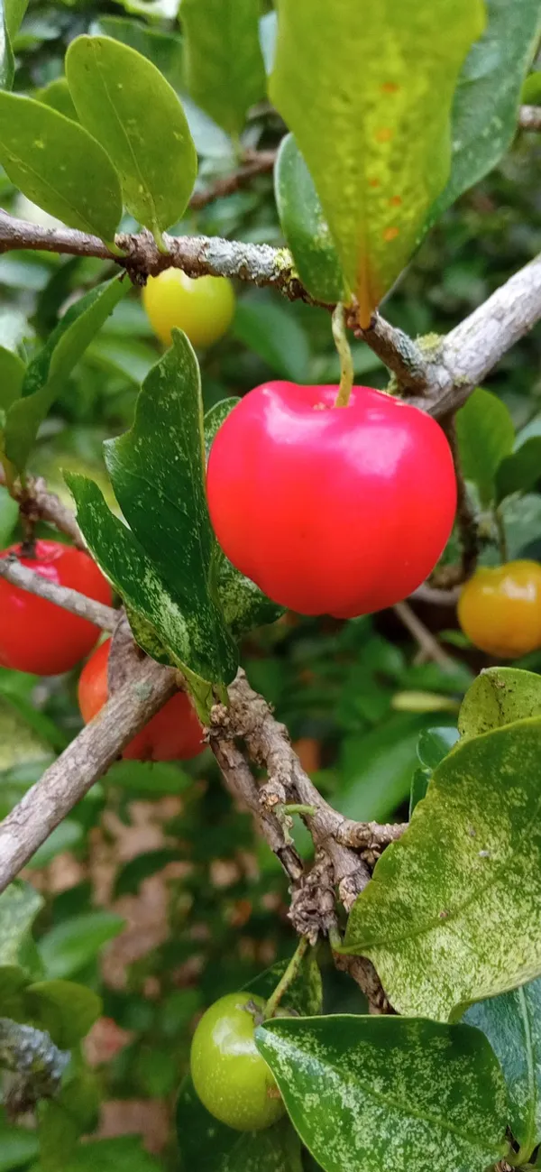 Well_Watered_Barbados_Cherry_(Natural_Sources_Of_Vitamin_C)_Live_Fruit_Plant_&_Tree_For_Home_Garden_(1.5-3.5_Ft_Height)_Pack_Of_1