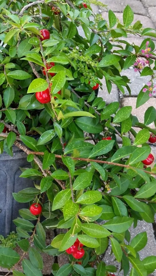 Well_Watered_Barbados_Cherry_(Natural_Sources_Of_Vitamin_C)_Live_Fruit_Plant_&_Tree_For_Home_Garden_(1.5-3.5_Ft_Height)_Pack_Of_1