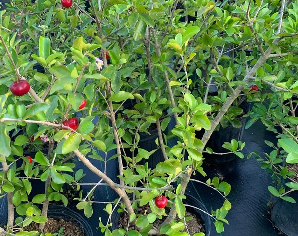 Well_Watered_Barbados_Cherry_(Natural_Sources_Of_Vitamin_C)_Live_Fruit_Plant_&_Tree_For_Home_Garden_(1.5-3.5_Ft_Height)_Pack_Of_1