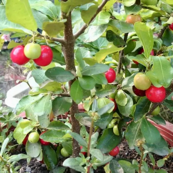 Well_Watered_Barbados_Cherry_(Natural_Sources_Of_Vitamin_C)_Live_Fruit_Plant_&_Tree_For_Home_Garden_(1.5-3.5_Ft_Height)_Pack_Of_1