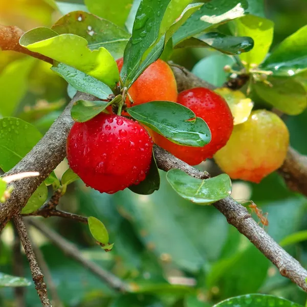 Well_Watered_Barbados_Cherry_(Natural_Sources_Of_Vitamin_C)_Live_Fruit_Plant_&_Tree_For_Home_Garden_(1.5-3.5_Ft_Height)_Pack_Of_1
