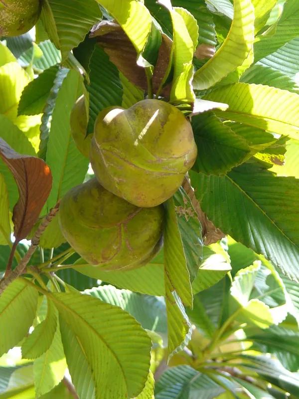 Well_Watered_Elephant_Apple_Hybrid_Fruit_Plant_&_Tree_For_Home_Garden_(1.5-3.5_Ft_Height)