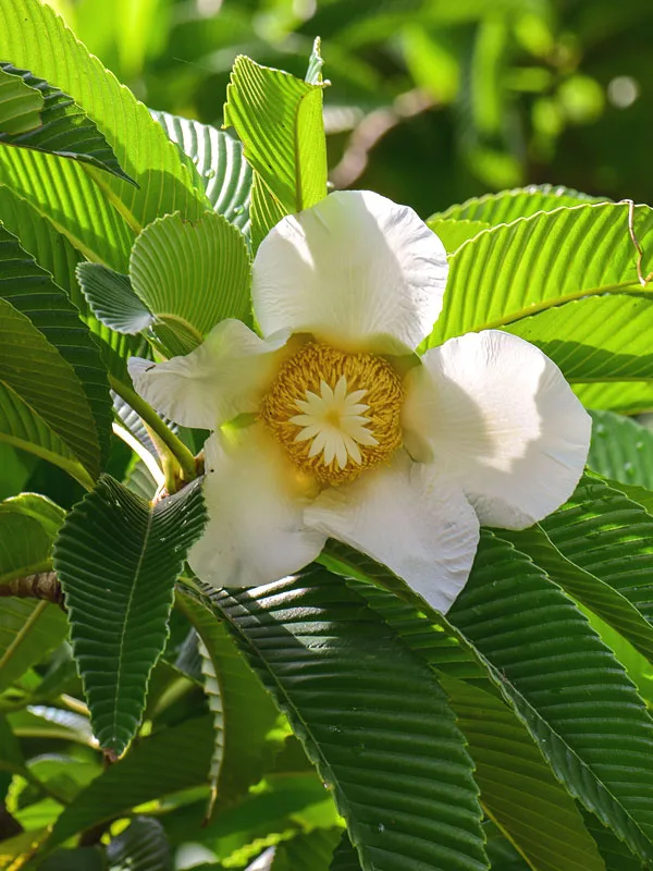 Well_Watered_Elephant_Apple_Hybrid_Fruit_Plant_&_Tree_For_Home_Garden_(1.5-3.5_Ft_Height)