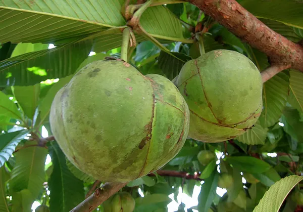 Well_Watered_Elephant_Apple_Hybrid_Fruit_Plant_&_Tree_For_Home_Garden_(1.5-3.5_Ft_Height)