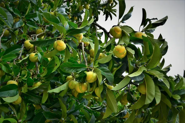Well_Watered_Elephant_Apple_Hybrid_Fruit_Plant_&_Tree_For_Home_Garden_(1.5-3.5_Ft_Height)