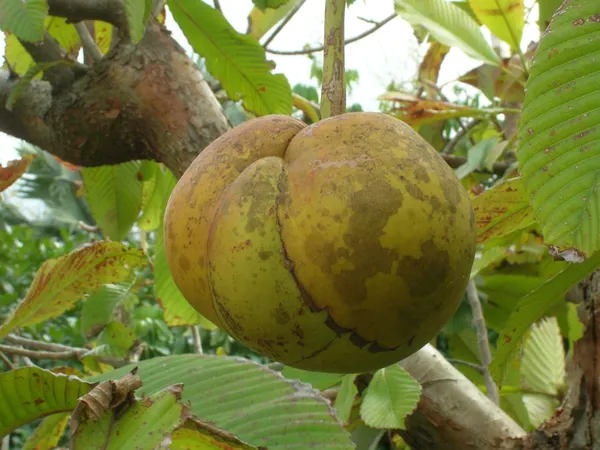 Well_Watered_Elephant_Apple_Hybrid_Fruit_Plant_&_Tree_For_Home_Garden_(1.5-3.5_Ft_Height)