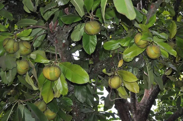 Well_Watered_Elephant_Apple_Hybrid_Fruit_Plant_&_Tree_For_Home_Garden_(1.5-3.5_Ft_Height)