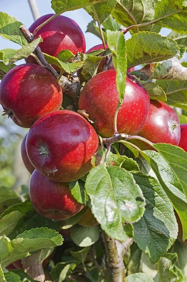 Well_Watered_Healthy_Apple_Plant_&_Tree_For_Your_Garden,_Pack_Of_1