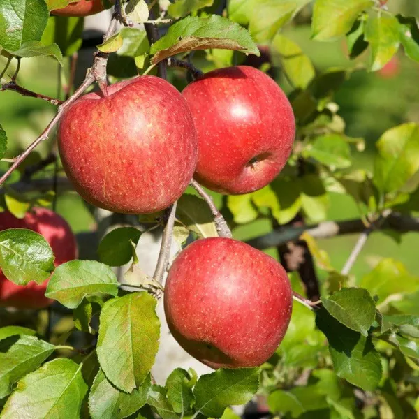 Well_Watered_Healthy_Apple_Plant_&_Tree_For_Your_Garden,_Pack_Of_1