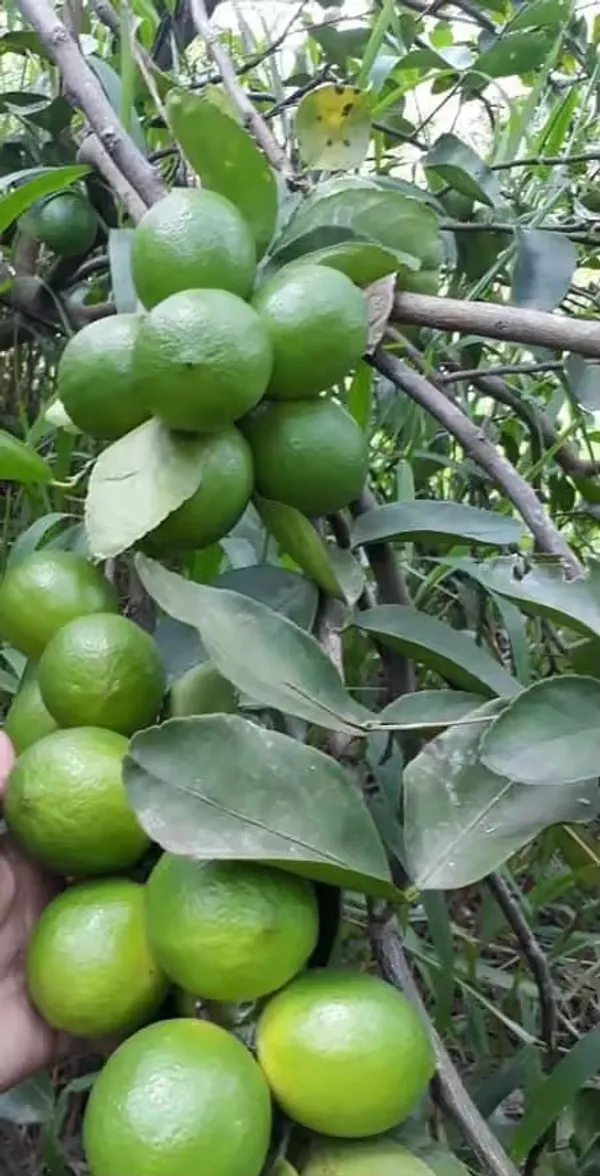 Well_Watered_Original_Patti_Lemon_Plant_&_Tree_For_Home_Garden,_Pack_Of_1