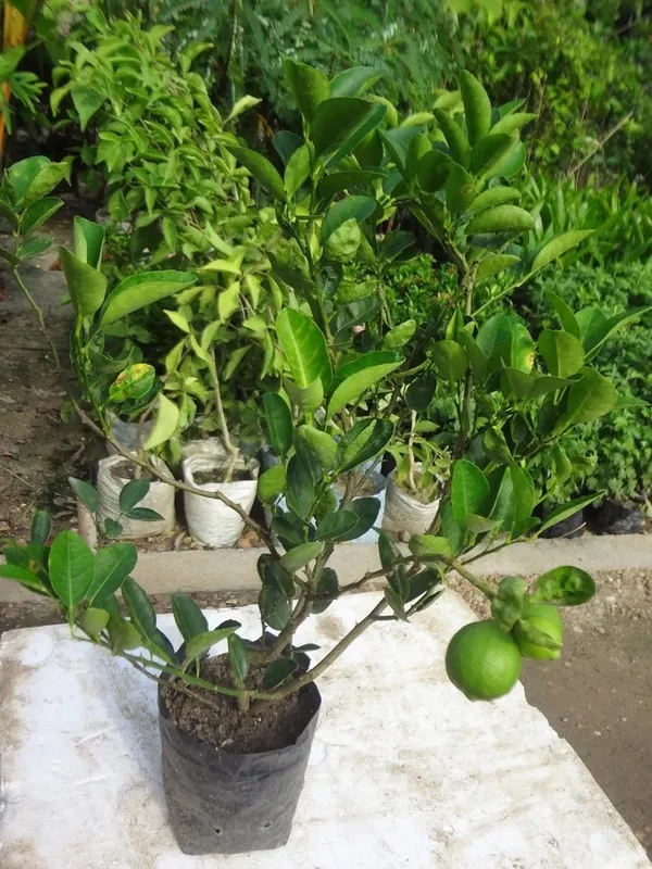 Well_Watered_Original_Patti_Lemon_Plant_&_Tree_For_Home_Garden,_Pack_Of_1