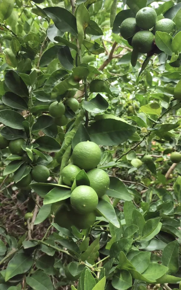 Well_Watered_Original_Patti_Lemon_Plant_&_Tree_For_Home_Garden,_Pack_Of_1