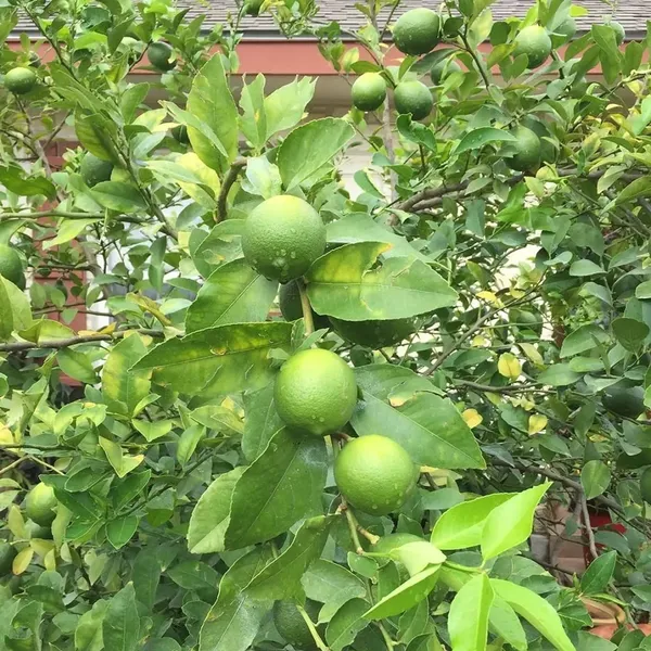 Well_Watered_Original_Patti_Lemon_Plant_&_Tree_For_Home_Garden,_Pack_Of_1