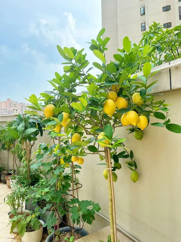Well_Watered_Ready_To_Fruit_Lemon_Plant_&_Tree_(1.5-3.5_Ft_Height)_For_Home_Garden,_Pack_Of_1