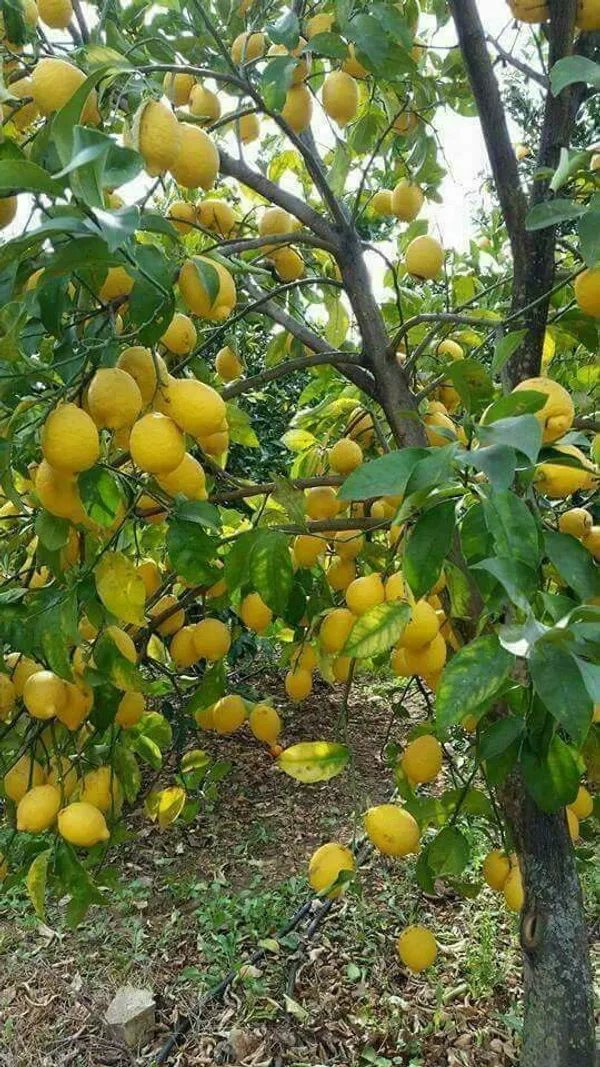 Well_Watered_Ready_To_Fruit_Lemon_Plant_&_Tree_(1.5-3.5_Ft_Height)_For_Home_Garden,_Pack_Of_1