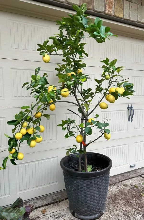 Well_Watered_Ready_To_Fruit_Lemon_Plant_&_Tree_(1.5-3.5_Ft_Height)_For_Home_Garden,_Pack_Of_1